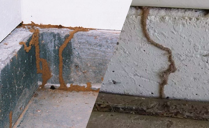 termite mud tubes
