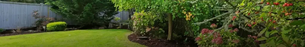 back yard