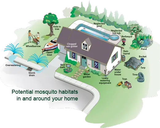 mosquito habitats