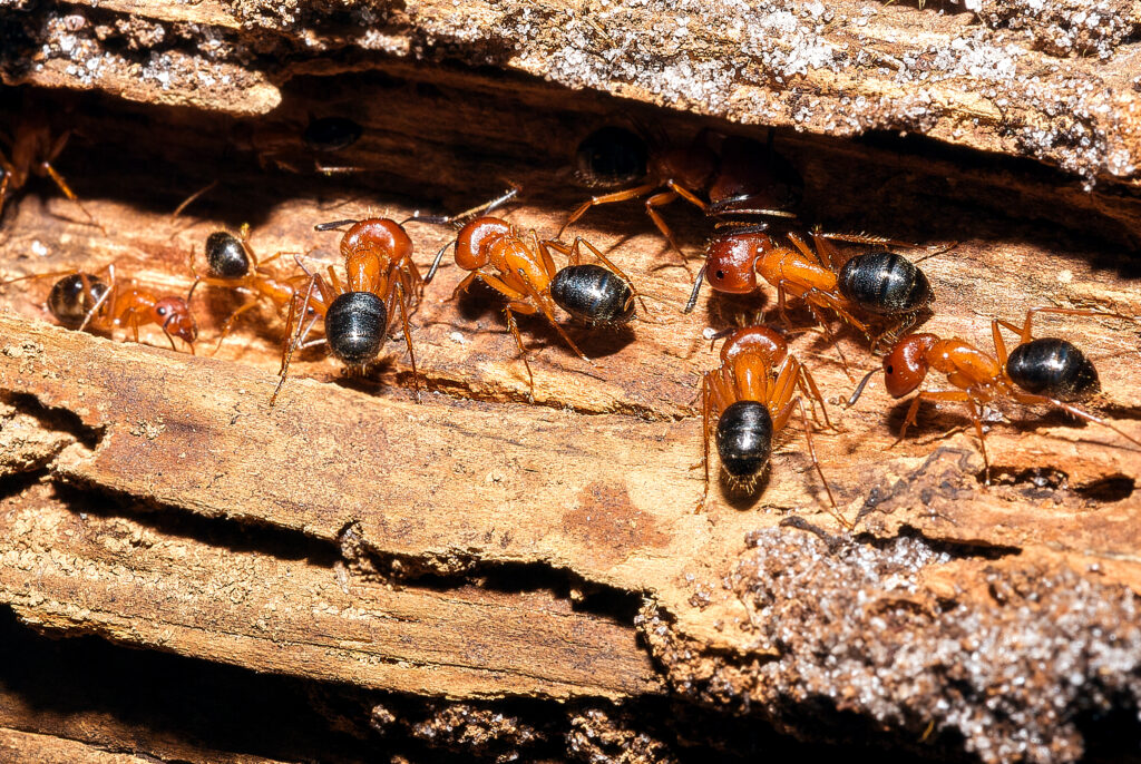 Red black carpenter ant